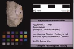 Foto (Objekt + Etiketten) von Decapoda indet. (NHMW-GEO-1990-0041-0171)